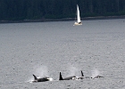 Alaskab (9)  Orcas and sailboat